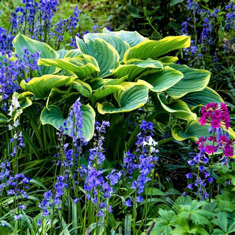 Lovely Blue Green Hosta Plants For Sale Online Earth Angel Easy To