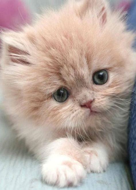 Really Cute Kitten 27th February 2017 We Love Cats And Kittens