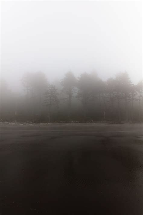 Trees And Road Covered With Fogs Hd Phone Wallpaper Peakpx