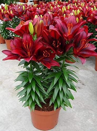 Buy Ogallery Asiatic Lily Lilium Dynamix Imported Variety Flower