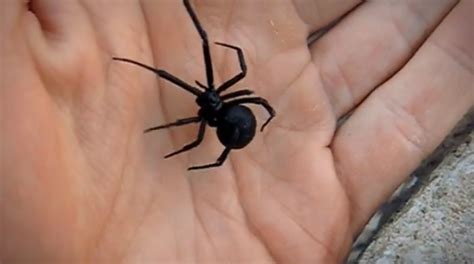 Black Widow Spider Bite Pictures Symptoms Causes Treatment