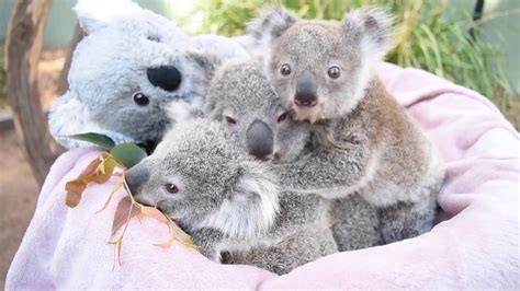 Surrogate Carer Saves Koala Joey After Mother Develops Mastitis