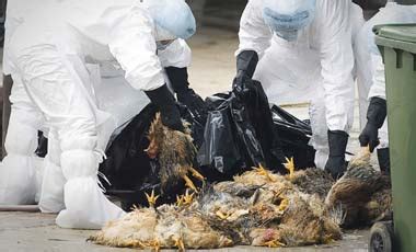 Appena pubblicato bando per assegno di ricerca 18 mesi per il monitoraggio influenza aviaria. Influenza Aviária; Gripe Aviária; Gripe do Frango; Gripe ...