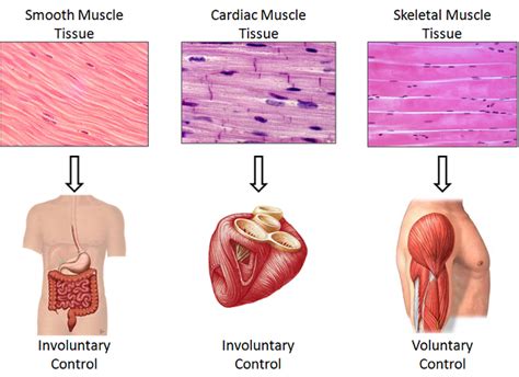 Tissue Types And Characteristics What Is Tissue Video And Lesson