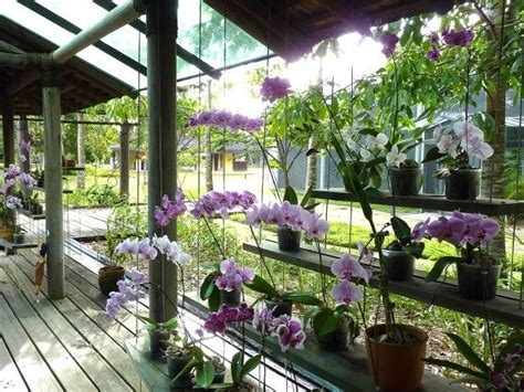como criar um orquidário natural 7 orquidario orquídeas jardim de orquídeas e viveiro de
