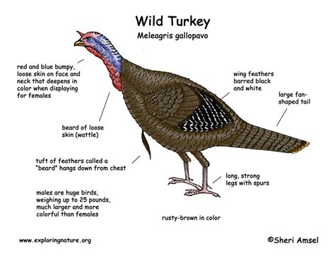 Wild Turkey Anatomy Diagram