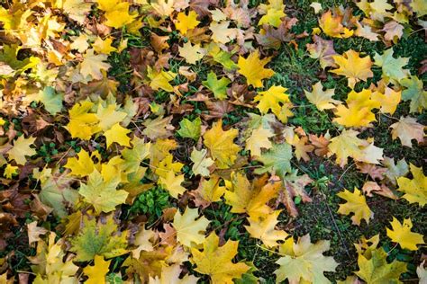 Colorful Fallen Autumn Leaves On The Ground Stock Image Image Of