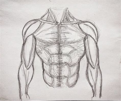 Torso Muscles Drawing Carl Selworks Sketchbook Tutorial Pg 5