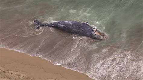 Dead Whale Washes Up On Beach In Pacifica