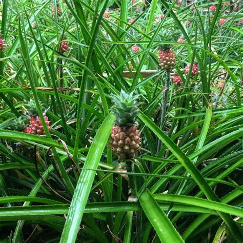 Ornamental Pineapple - Nature Nursery - Central India's Biggest Nursery in Indore