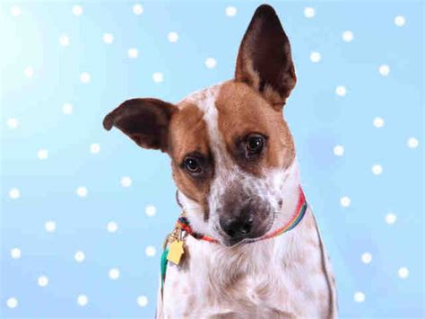 Humane society pets of northwest montana is focuses on finding caring homes for orphaned cats and dogs and ending the destruction of healthy adoptable pets. The Humane Society of Missouri's St. Louis area adoption ...
