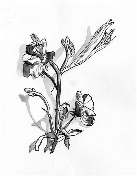 Pen And Ink Flowers