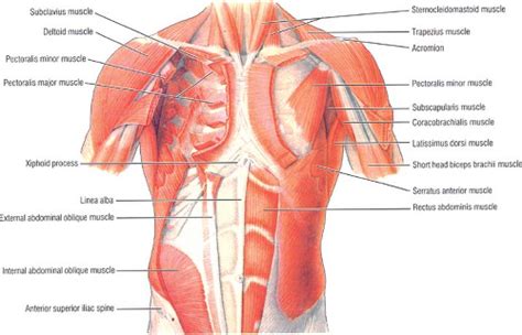 12 photos of the muscles of the chest and abdomen. Applied Anatomy of the Chest Wall and Mediastinum ...