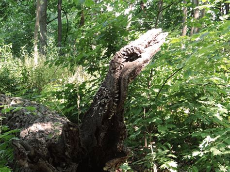 The Alligator Tree Free Stock Photo Public Domain Pictures