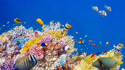 Tropical Fishes Underwater Coral Colorful