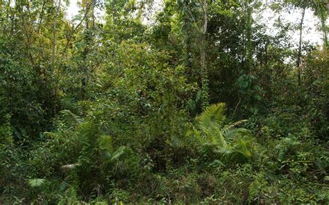 Jungle wallpapers widescreen