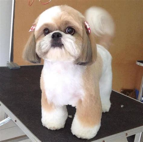 Cute Animals Japan Dog Grooming Styles Shih Tzu Grooming Shih Tzu