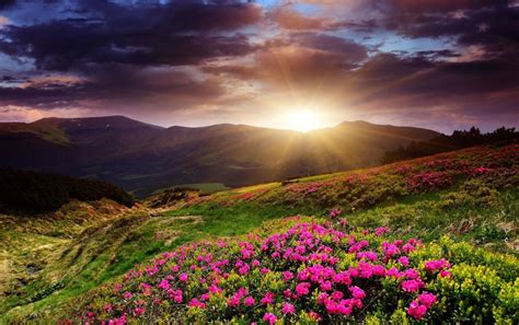 Mountain Flowers Wallpapers Top Free Mountain Flowers Backgrounds