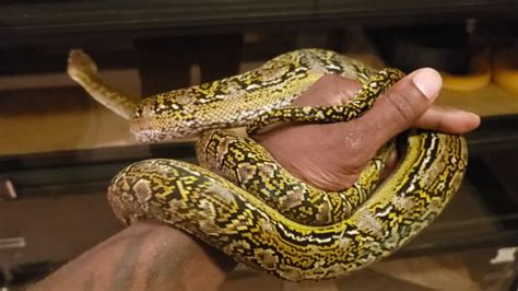 Marble Reticulated Python🐍 Youtube