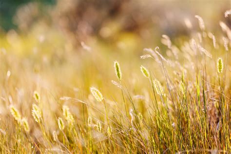 Summer Grasses Stock Photo Download Image Now Istock