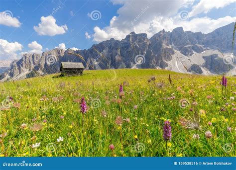 Beautiful Flowering Alpine Meadow In The Foreground And Italian