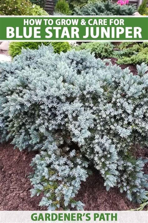 How To Grow And Care For Blue Star Juniper Gardeners Path