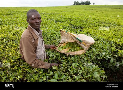 Workers Pick Tea Leaves On A Unilver Tea Plantation In Kericho Kenya