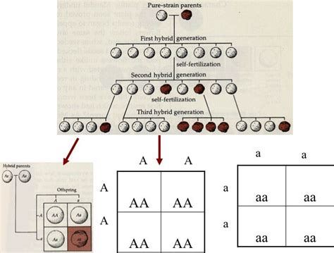 Punnett in 1906 to visualize all the possible. In the punnett square shown above, dominant alleles are symbolized by uppercase letters and ...
