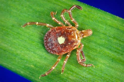One Bite From The Lone Star Tick Can Make You Seriously Allergic To Meat