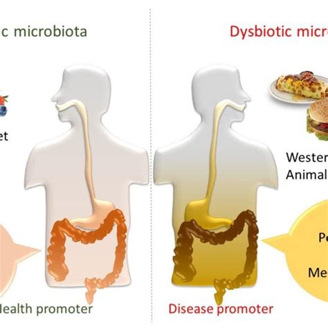 Dietary Effect On Gut Microbiota And Health The Gut Microbiota Takes