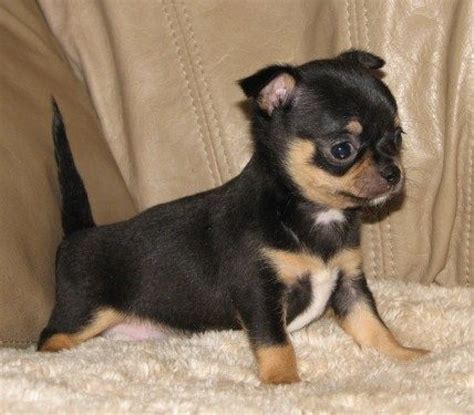 53 Chihuahua Black And Brown For Sale Pic Bleumoonproductions