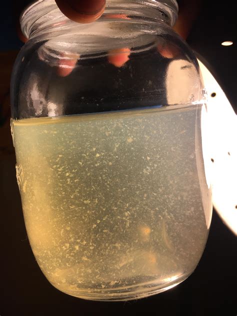 Golden Teacher Liquid Culture🍯 26th day just wondering if it looks