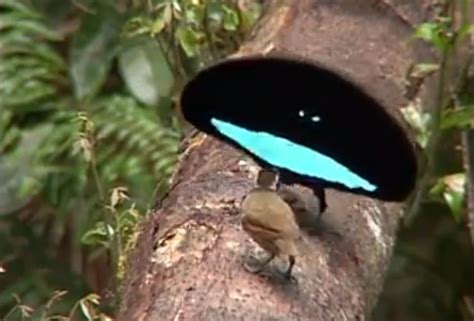 8 Beautiful Improbable Bird Of Paradise Courtship Rituals Wired