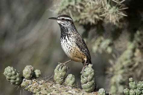 A pair was observed attacking a yuma antelope squirrel so vigorously that the squirrel the wrens continued to peck the squirrel until it was knocked to the ground where it escaped. The Cactus Wren Is the Arizona State Bird