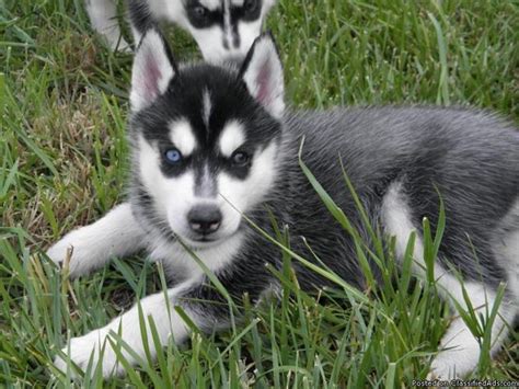 The male puppies are always costlier in comparison to their female counterparts. SIBERIAN HUSKY PUPPIES - Price: $575. for sale in Hampstead, Maryland - Your city ads
