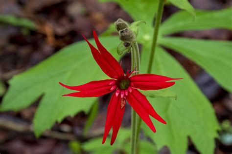 Fire Pink Wildflower Lost In The Ozarks