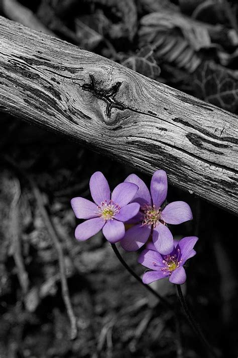 Pin By Fayrouz On Flower Color Splash Photo Color Splash Purple