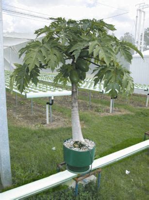 This method saves space, conserves water and nutrients, and protects plants from soilborne diseases. hydroponic papayas | Aquaponics/Greenhouse | Pinterest ...