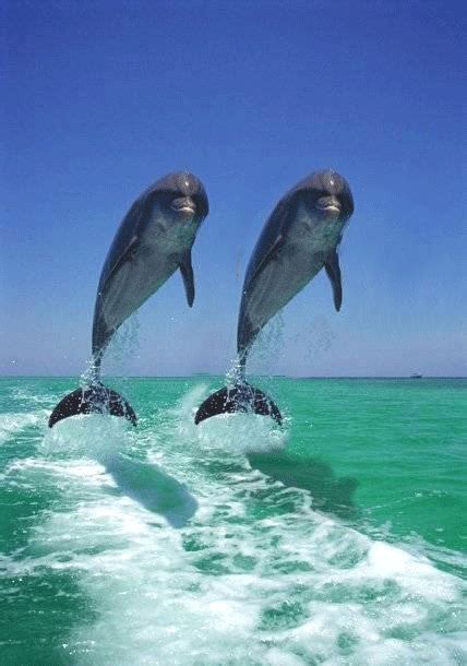 Dolphin Jumping 