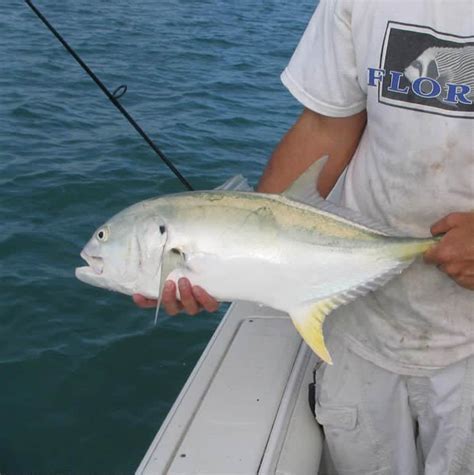 Pompano Permit Amberjack Crevelle Yellow Jack Key West Fishing