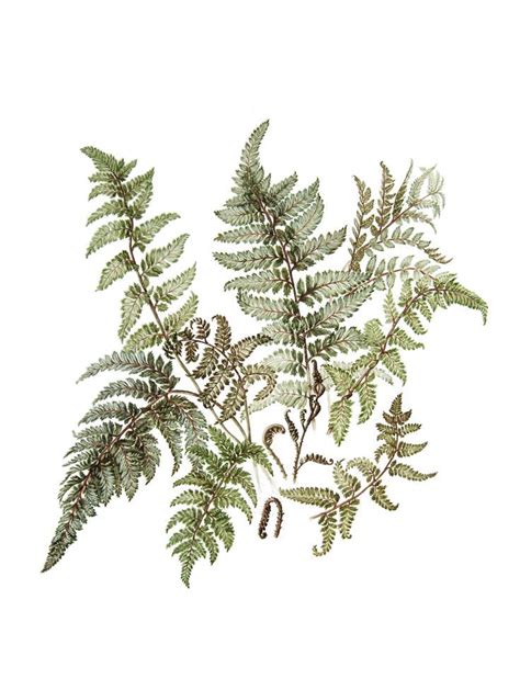 Image Result For Moss Plant Drawing Botanical Illustration Plant