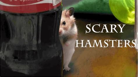Strange Hamsters Funny Hamsters Enya Only Timemusic Video
