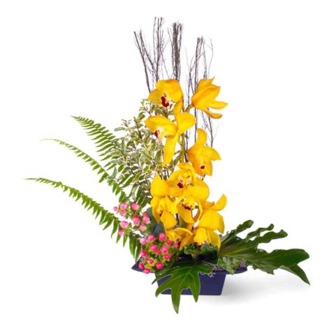 Zen Cymbidium Orchid Arrangement Flower Delivery Fairfax Va Greensleeves Florist