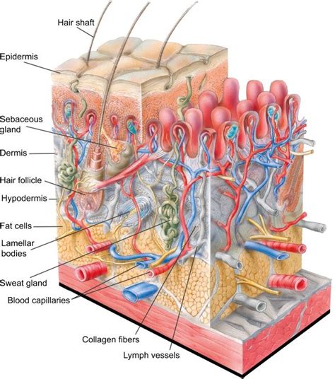 Human Skin Anatomy Structure Of Epidermis And Dermis Layers Images