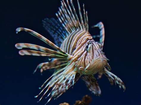 Lionfish Have Invaded The Mediterranean Heres Why It