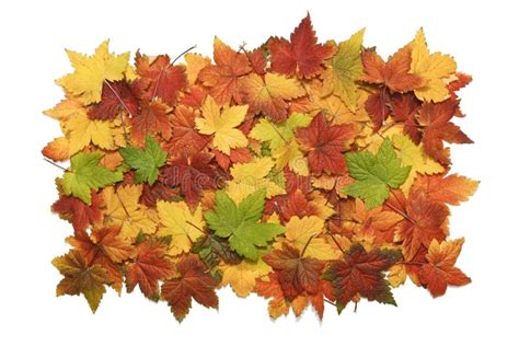1530 Pile Fall Leaves Isolated Stock Photos Free And Royalty Free
