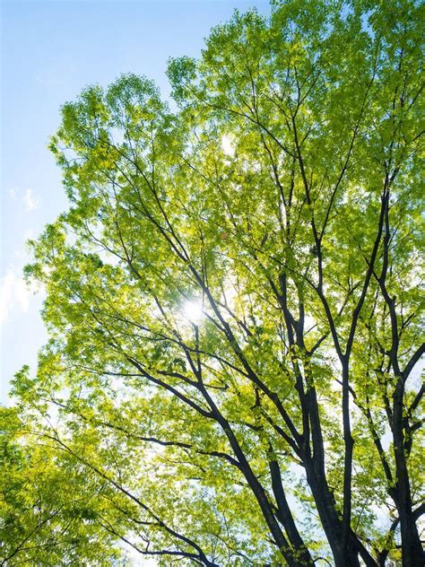 This tree blows with beautiful pink or lavender flowers and grows quickly. 6 Fast-Growing Shade Trees | Fast growing shade trees ...