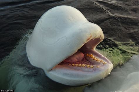 Beluga Whales Are Captured And Trained Not To Fear Humans Daily Mail