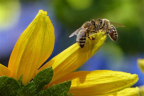 Bee Honey Bee Apis Insect Flower Garden 4k Hd Wallpaper