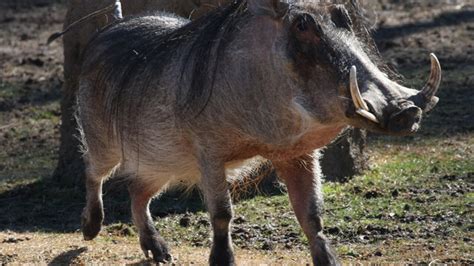 Warthog Raised By Humans Adjusts To Animal Life